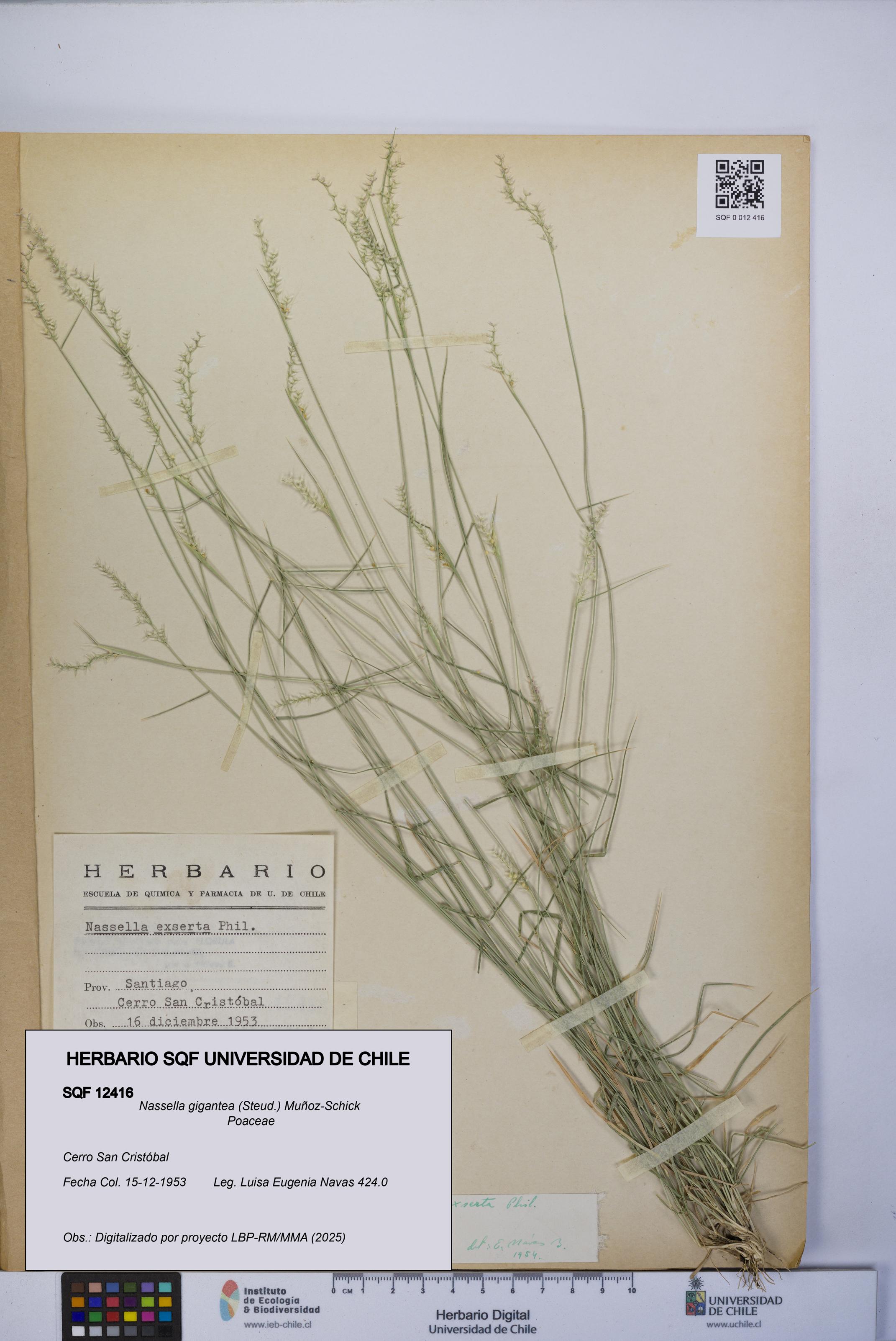 Nassella gigantea [Espécimen: UCH:SQF:0012416]