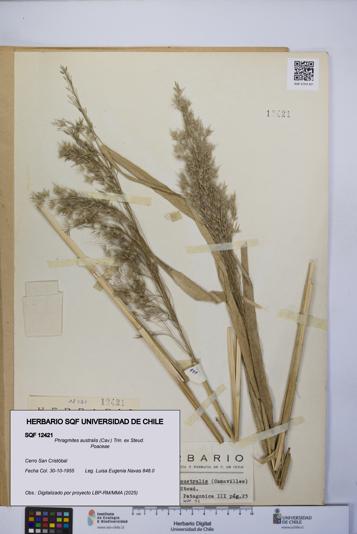 Phragmites australis [Espécimen: UCH:SQF:0012421]