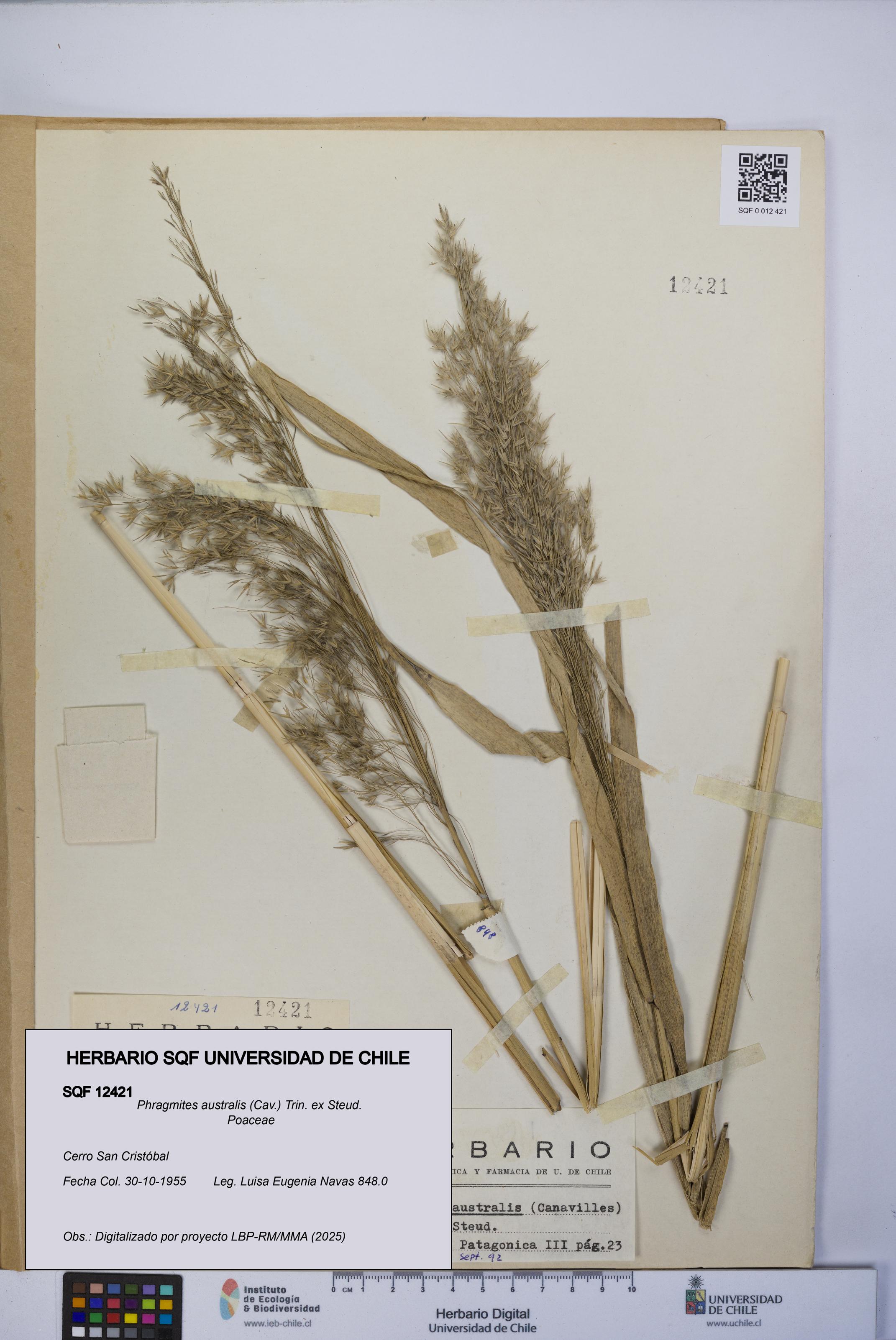 Phragmites australis [Espécimen: UCH:SQF:0012421]