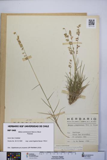 Melica commersonii [Espécimen: UCH:SQF:0012422]