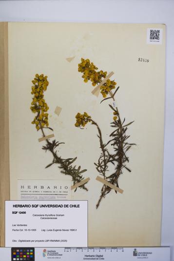 Calceolaria thyrsiflora [Espécimen: UCH:SQF:0012430]
