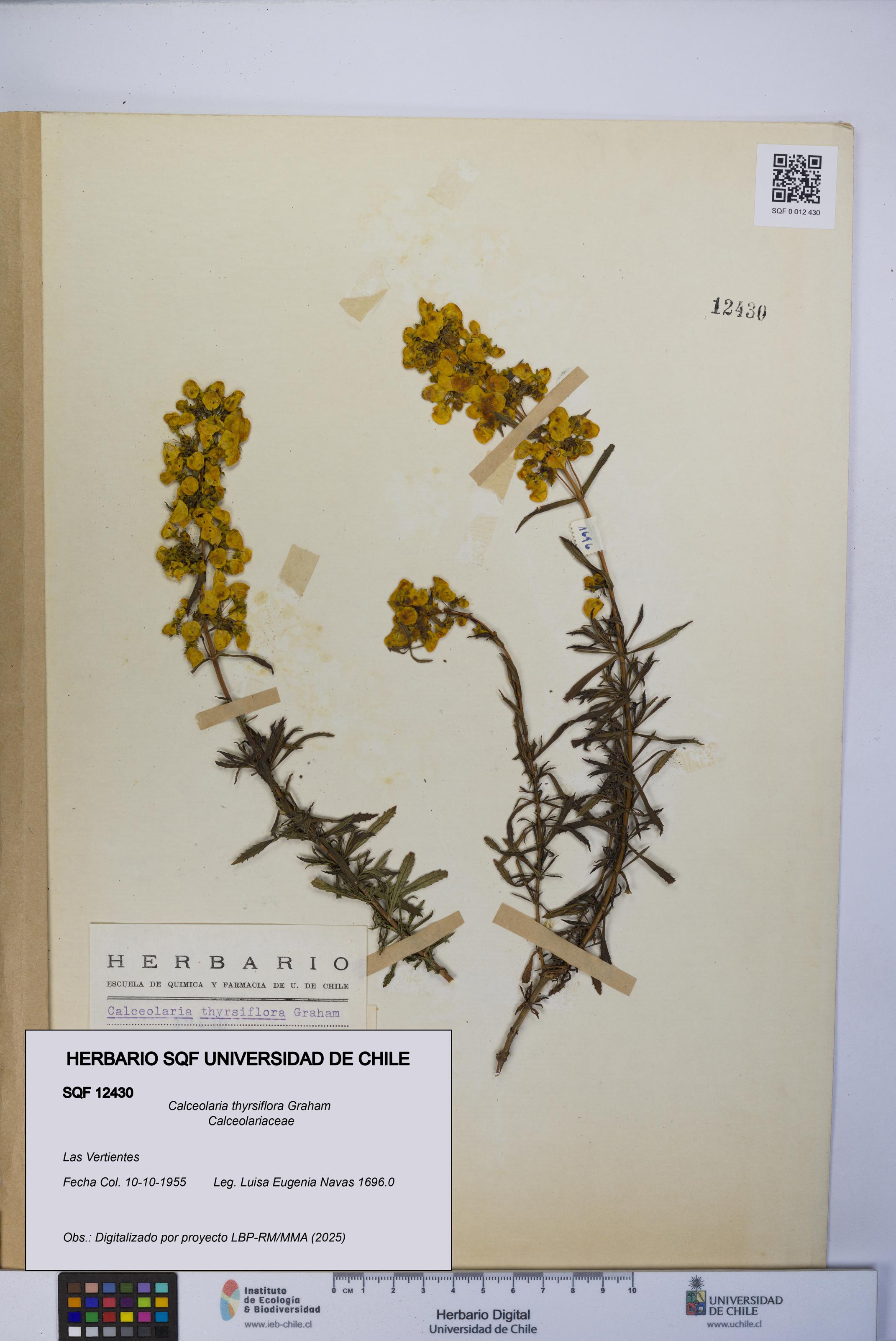 Calceolaria thyrsiflora [Espécimen: UCH:SQF:0012430]