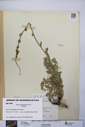 Acaena pinnatifida [Espécimen: UCH:SQF:0012437]