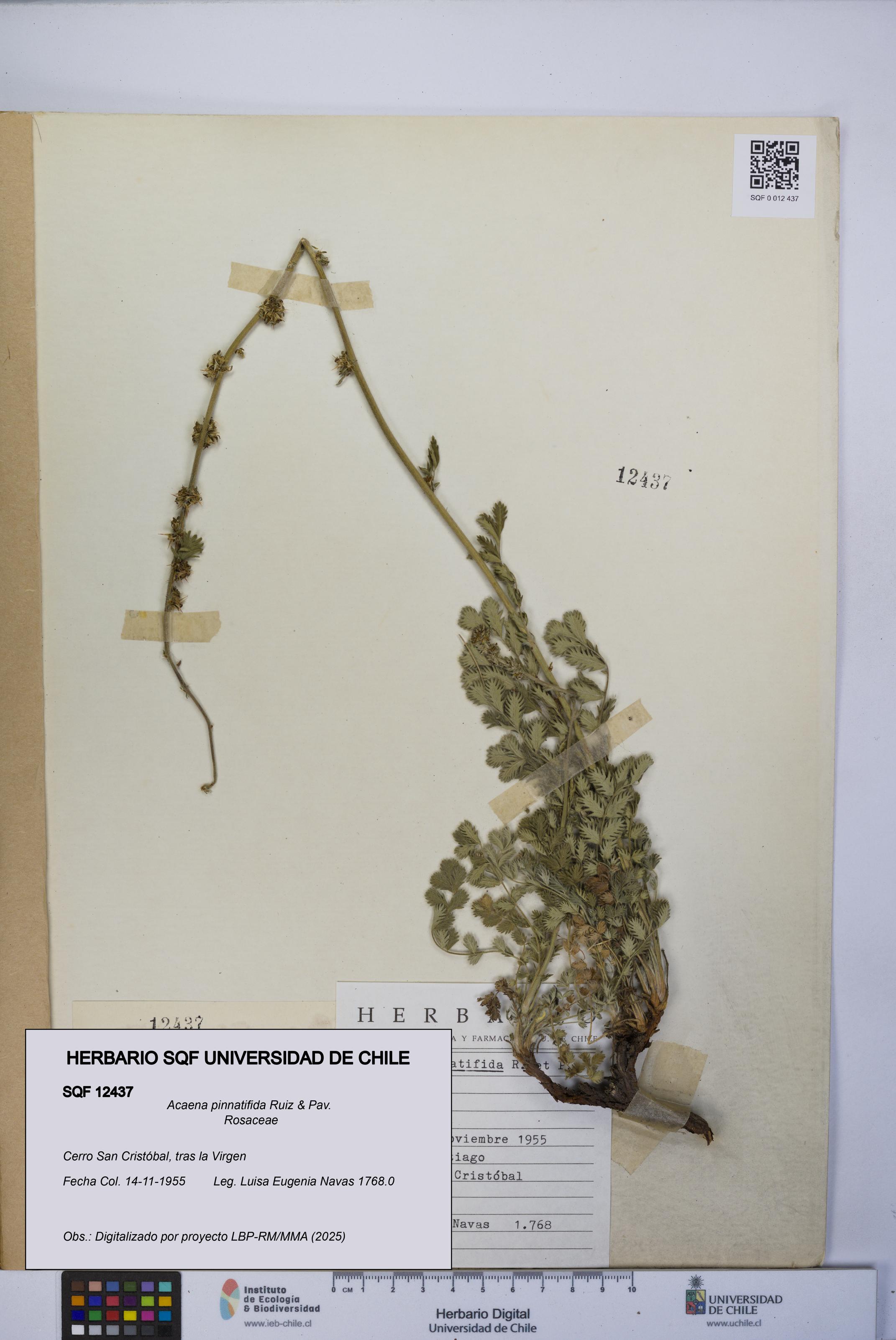 Acaena pinnatifida [Espécimen: UCH:SQF:0012437]