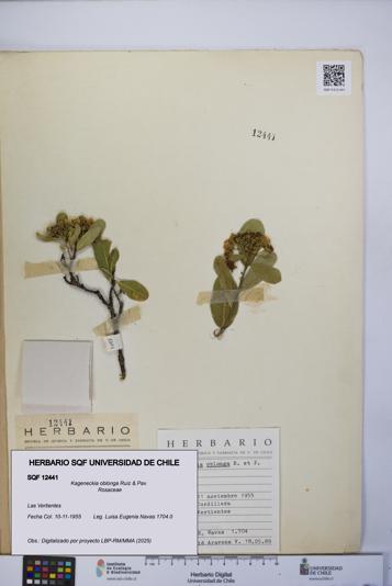 Kageneckia oblonga [Espécimen: UCH:SQF:0012441]