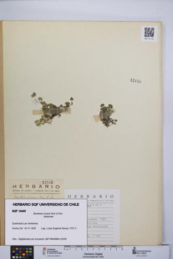 Bowlesia incana [Espécimen: UCH:SQF:0012445]