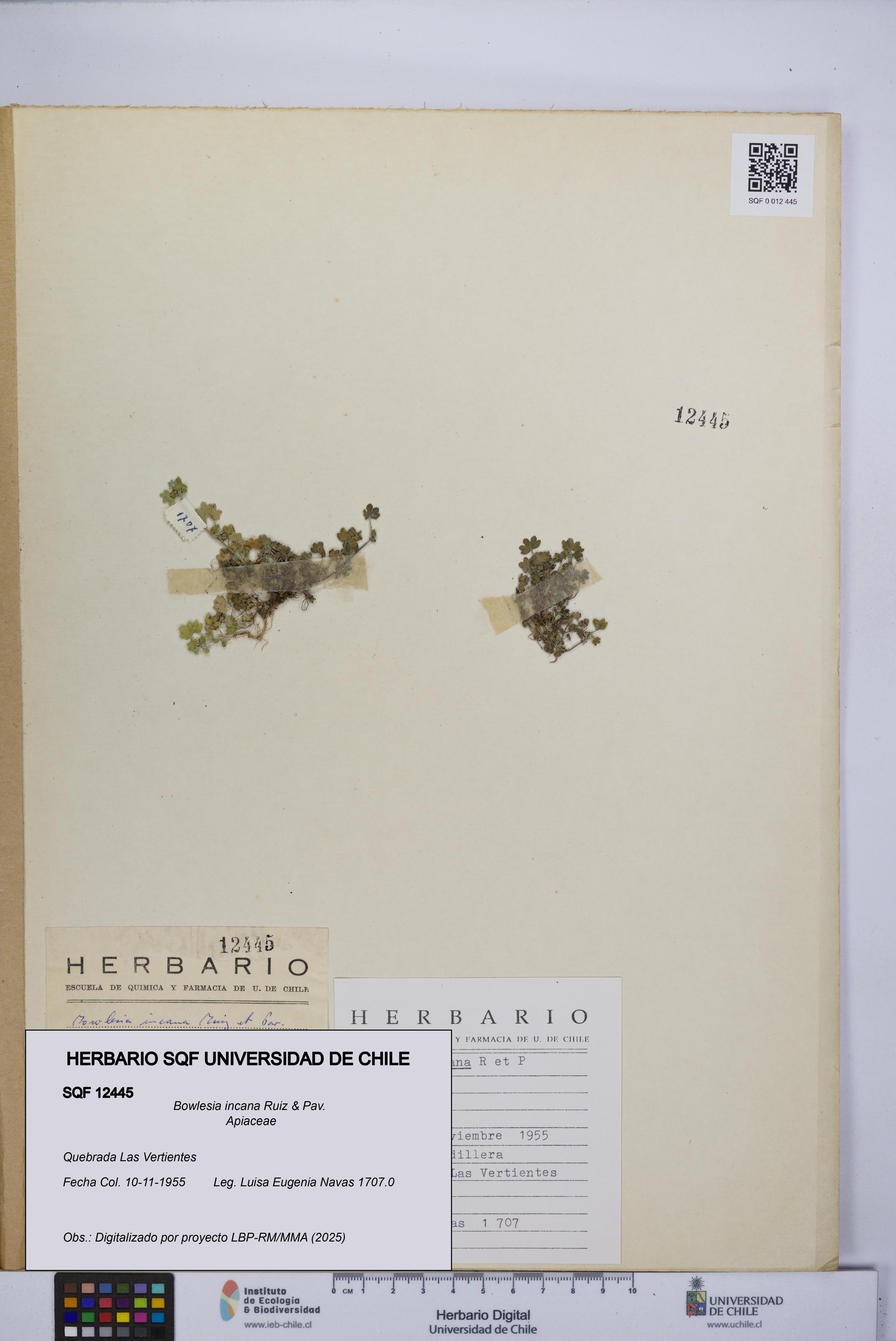 Bowlesia incana [Espécimen: UCH:SQF:0012445]