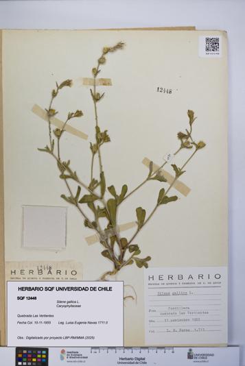 Silene gallica [Espécimen: UCH:SQF:0012448]