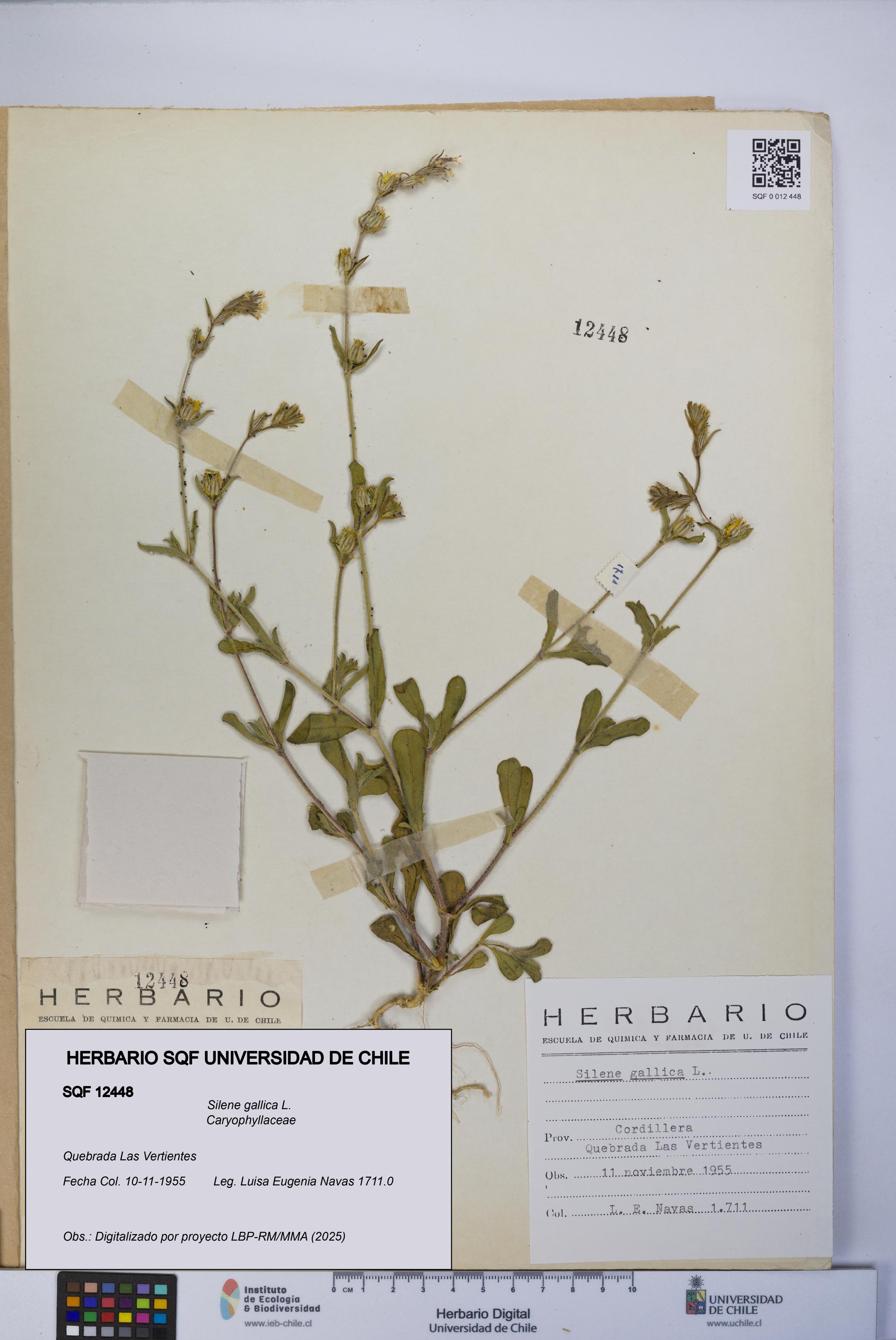 Silene gallica [Espécimen: UCH:SQF:0012448]