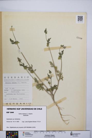 Torilis nodosa [Espécimen: UCH:SQF:0012449]