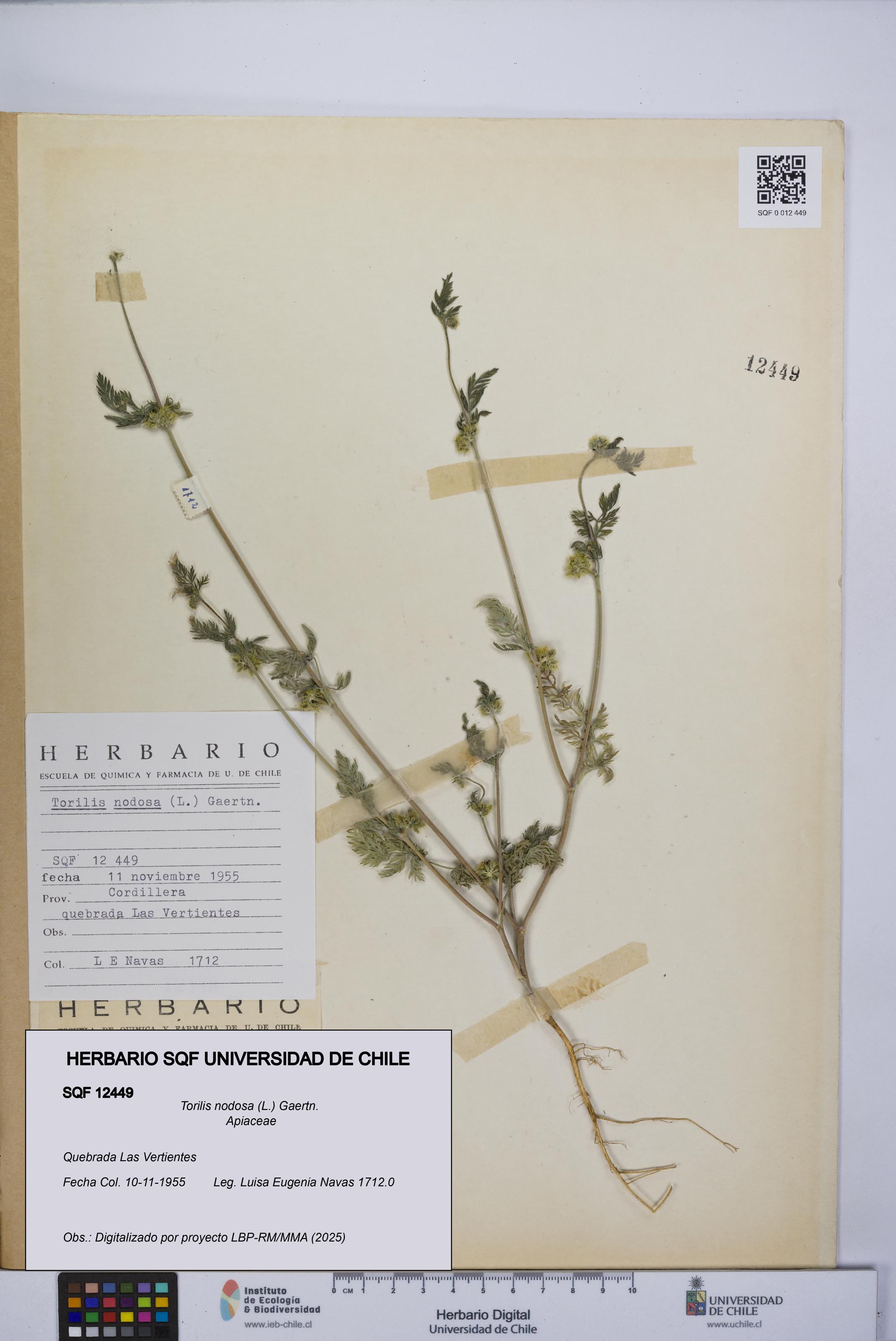 Torilis nodosa [Espécimen: UCH:SQF:0012449]