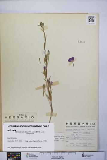 Clarkia tenella [Espécimen: UCH:SQF:0012454]