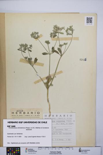 Homalocarpus dichotomus [Espécimen: UCH:SQF:0012455]