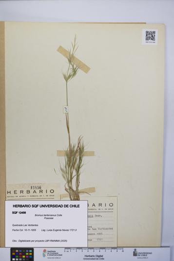 Bromus berteroanus [Espécimen: UCH:SQF:0012456]