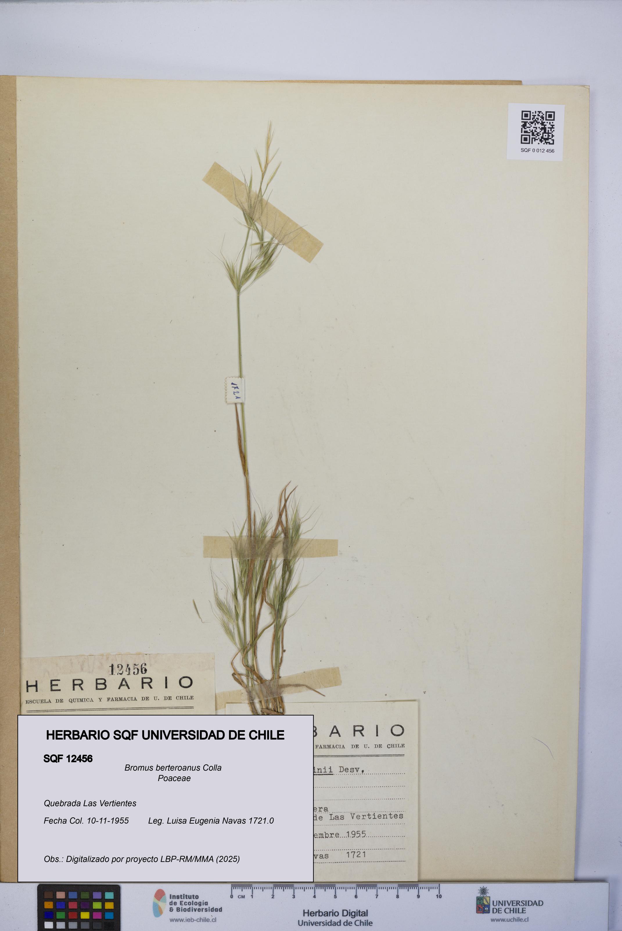 Bromus berteroanus [Espécimen: UCH:SQF:0012456]