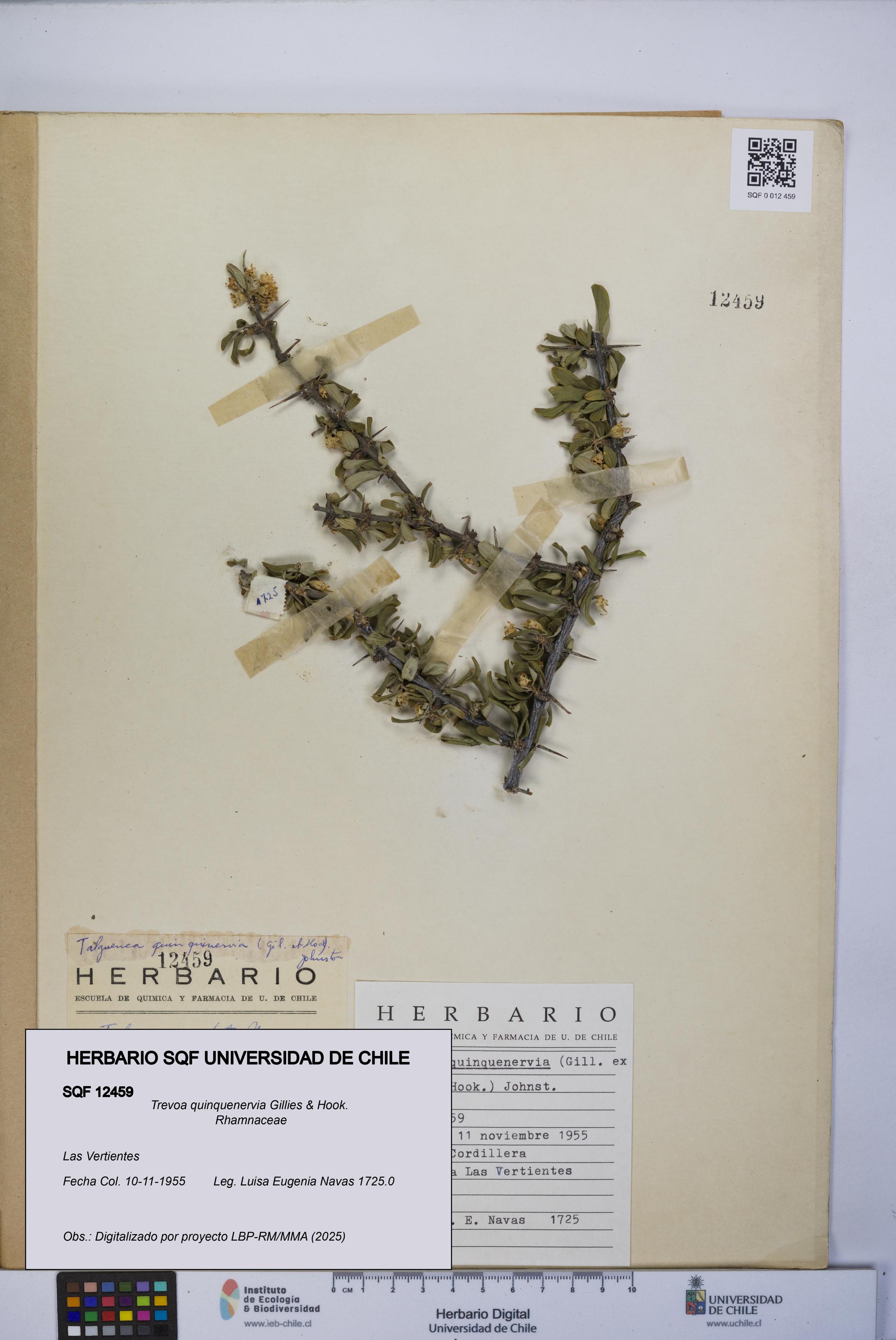 Trevoa quinquenervia [Espécimen: UCH:SQF:0012459]