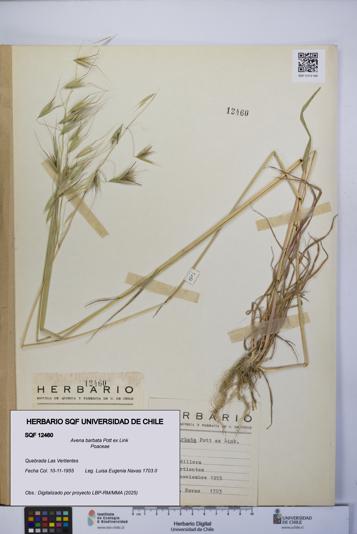 Avena barbata [Espécimen: UCH:SQF:0012460]
