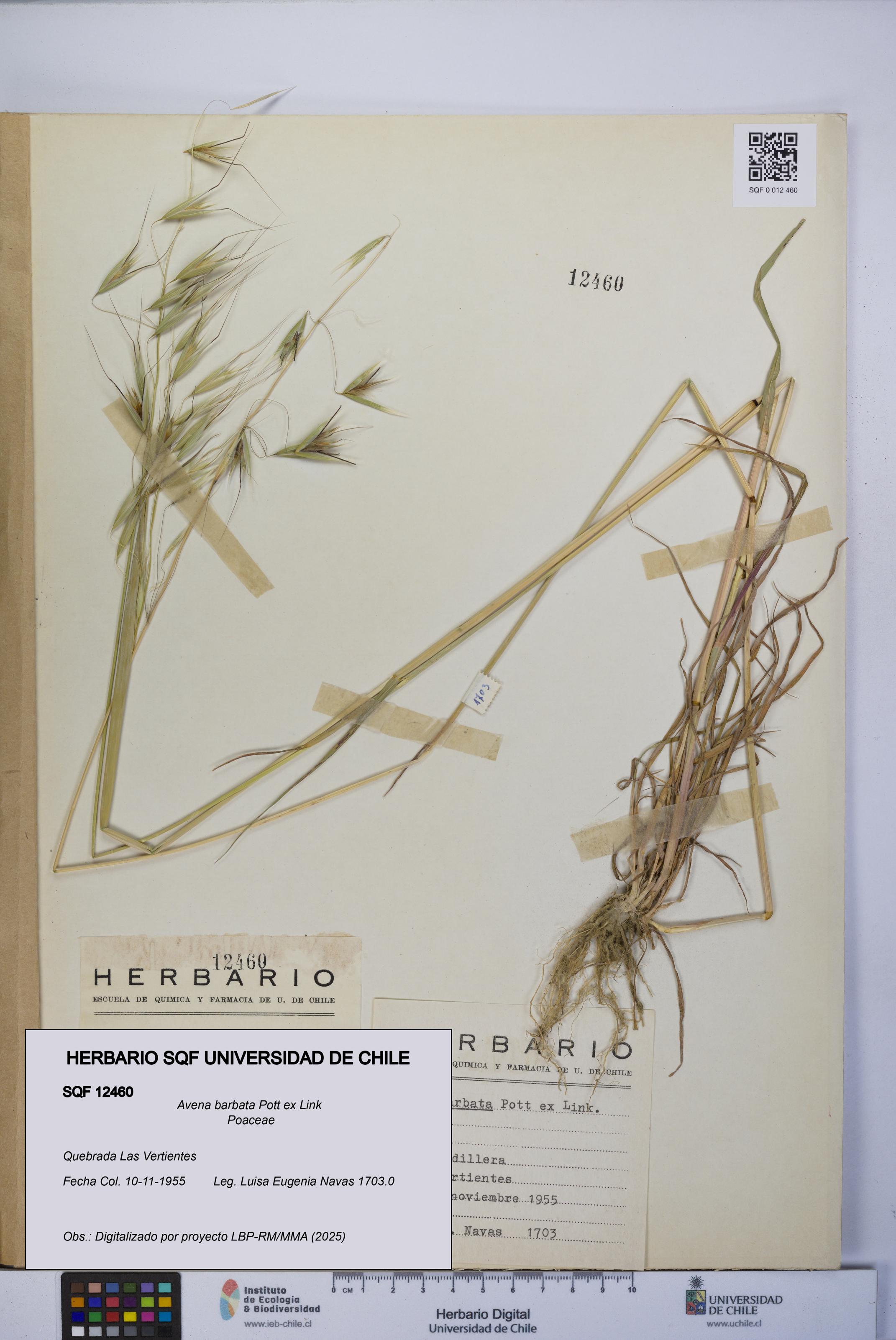 Avena barbata [Espécimen: UCH:SQF:0012460]