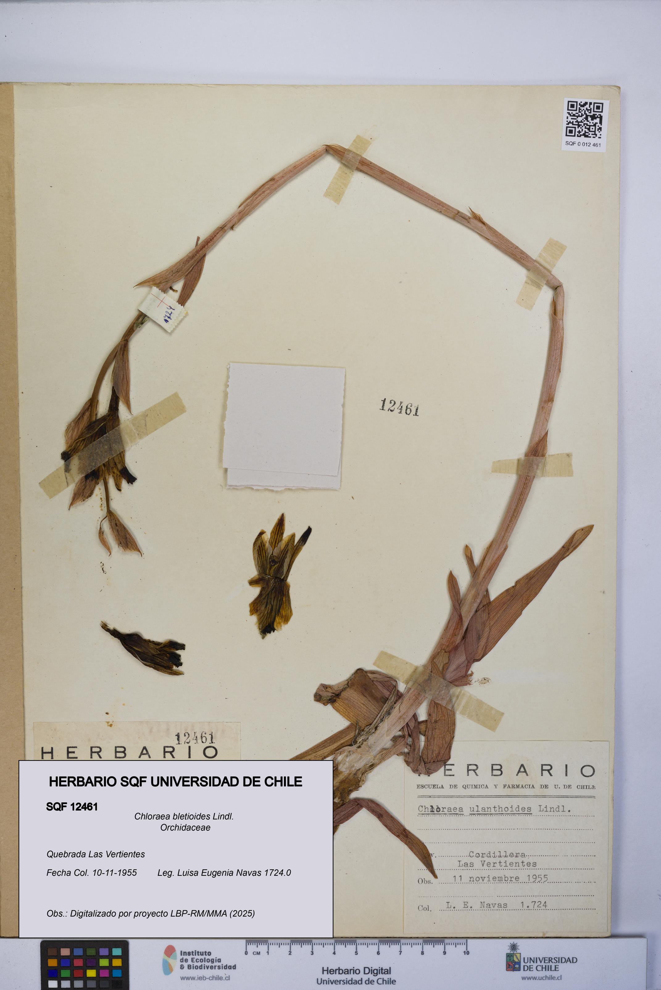 Chloraea bletioides [Espécimen: UCH:SQF:0012461]