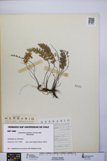 Cheilanthes hypoleuca [Espécimen: UCH:SQF:0012462]