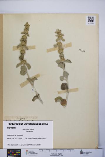 Marrubium vulgare [Espécimen: UCH:SQF:0012464]