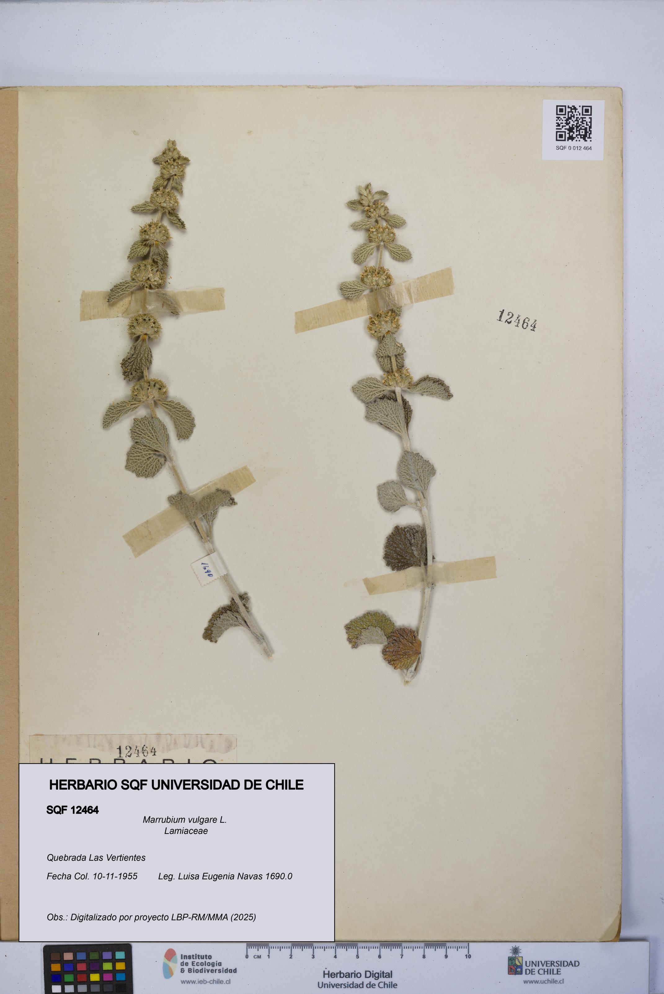 Marrubium vulgare [Espécimen: UCH:SQF:0012464]