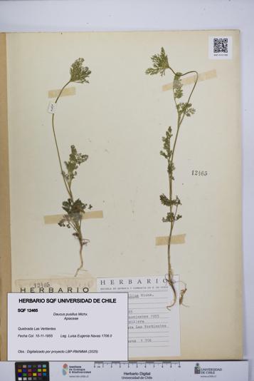 Daucus pusillus [Espécimen: UCH:SQF:0012465]