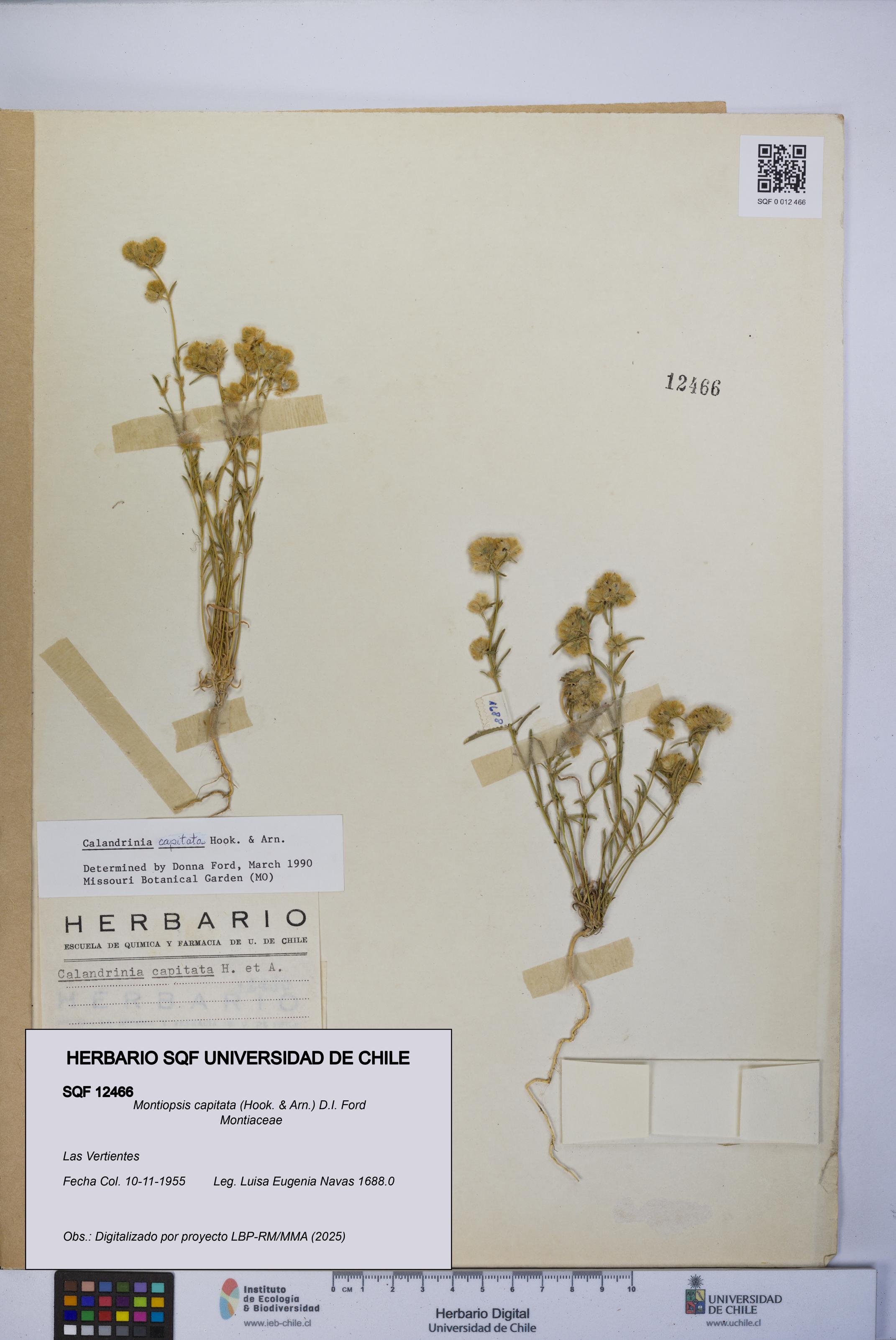 Montiopsis capitata [Espécimen: UCH:SQF:0012466]