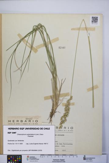 Chascolytrum subaristatum [Espécimen: UCH:SQF:0012467]