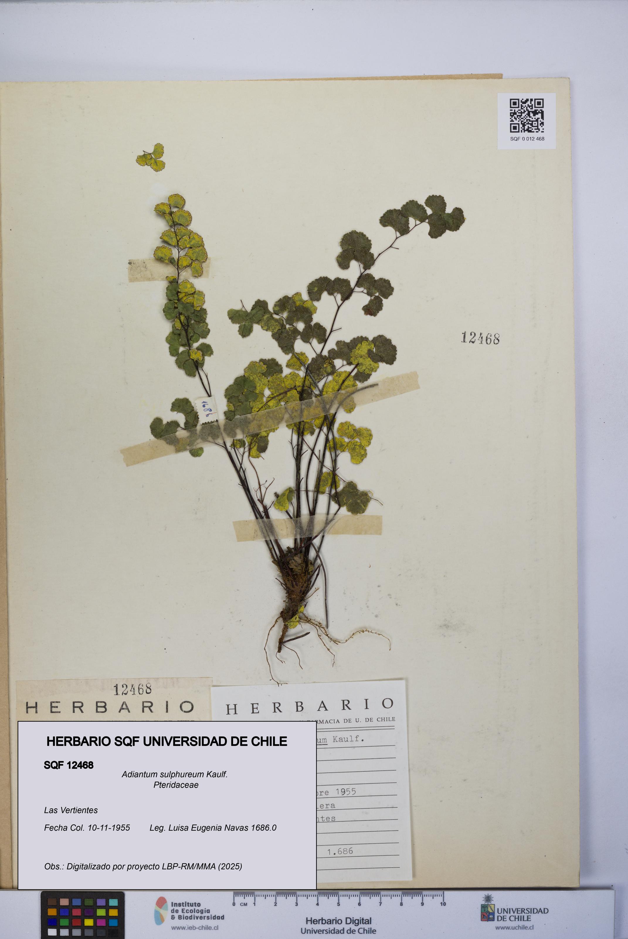 Adiantum sulphureum [Espécimen: UCH:SQF:0012468]