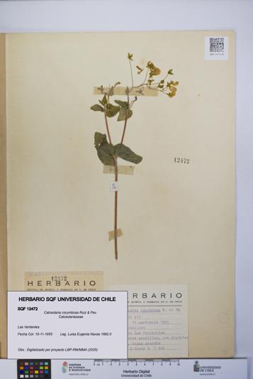 Calceolaria corymbosa [Espécimen: UCH:SQF:0012472]