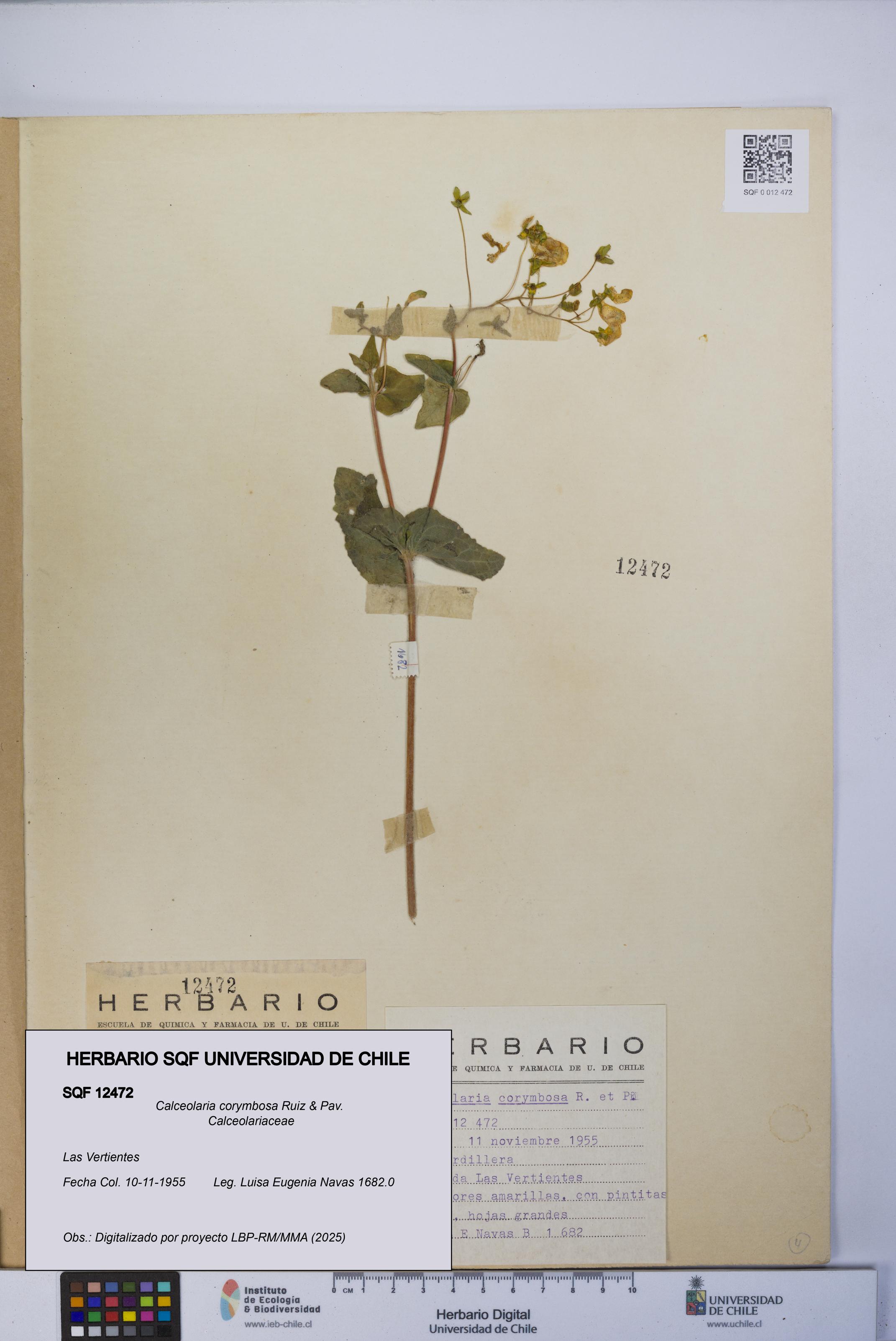 Calceolaria corymbosa [Espécimen: UCH:SQF:0012472]