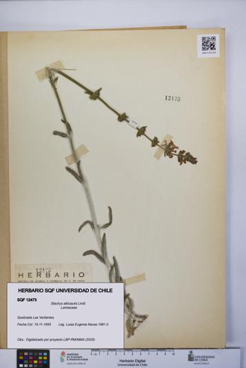 Stachys albicaulis [Espécimen: UCH:SQF:0012473]