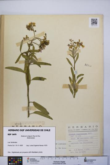 Solanum crispum [Espécimen: UCH:SQF:0012475]