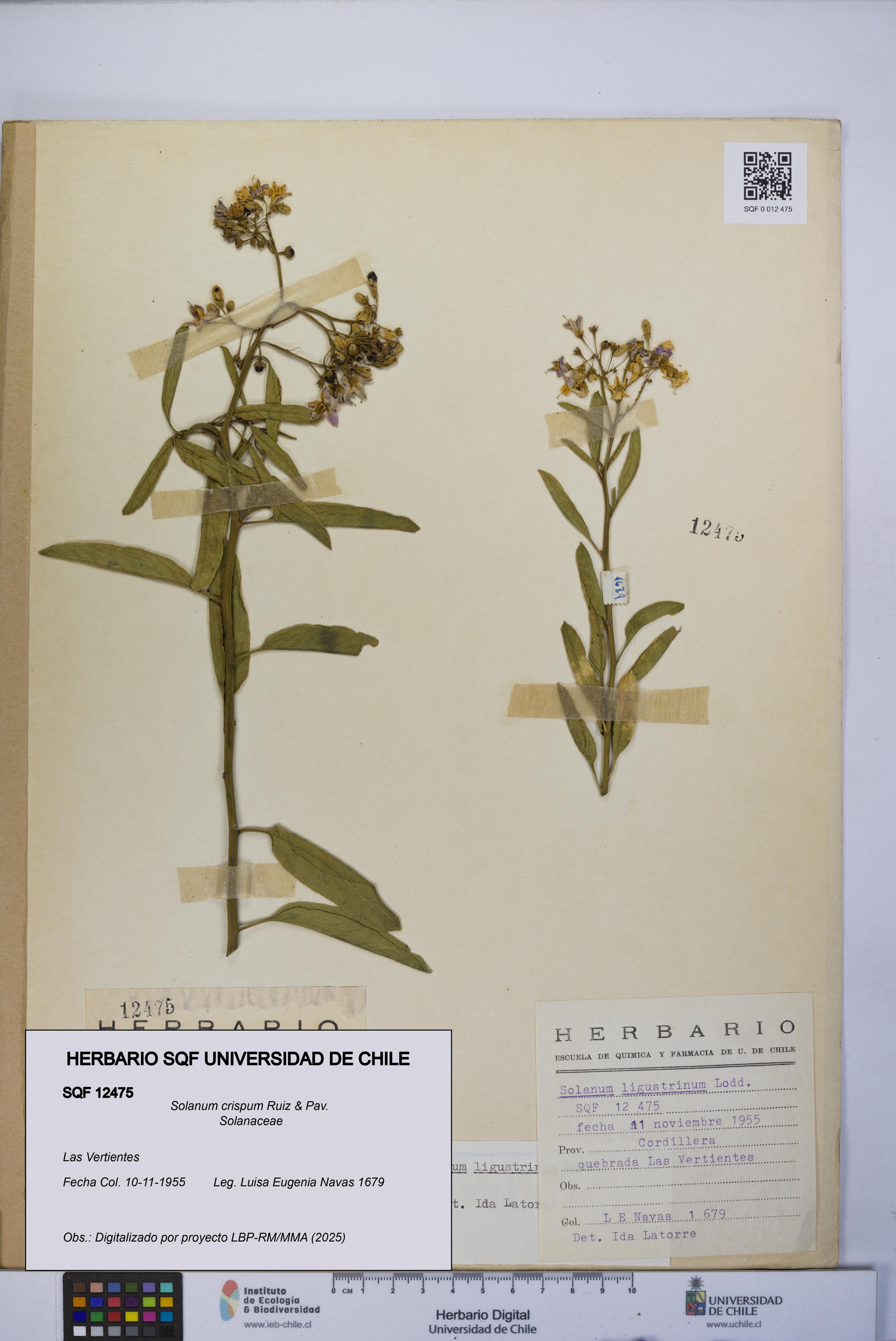 Solanum crispum [Espécimen: UCH:SQF:0012475]