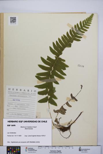 Blechnum hastatum [Espécimen: UCH:SQF:0012476]