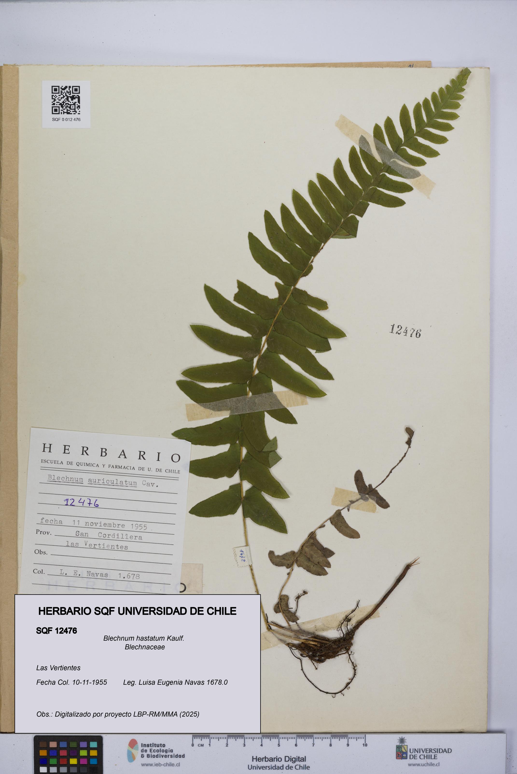 Blechnum hastatum [Espécimen: UCH:SQF:0012476]