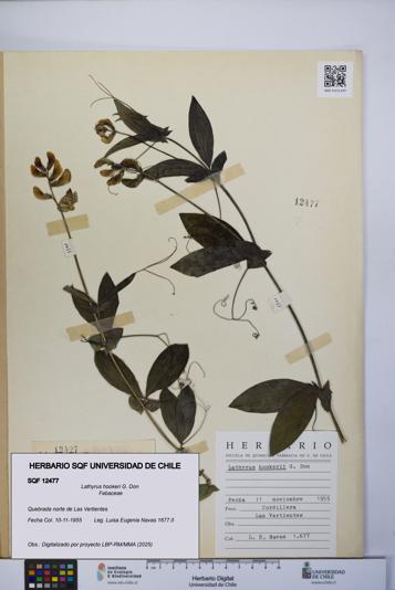 Lathyrus hookeri [Espécimen: UCH:SQF:0012477]
