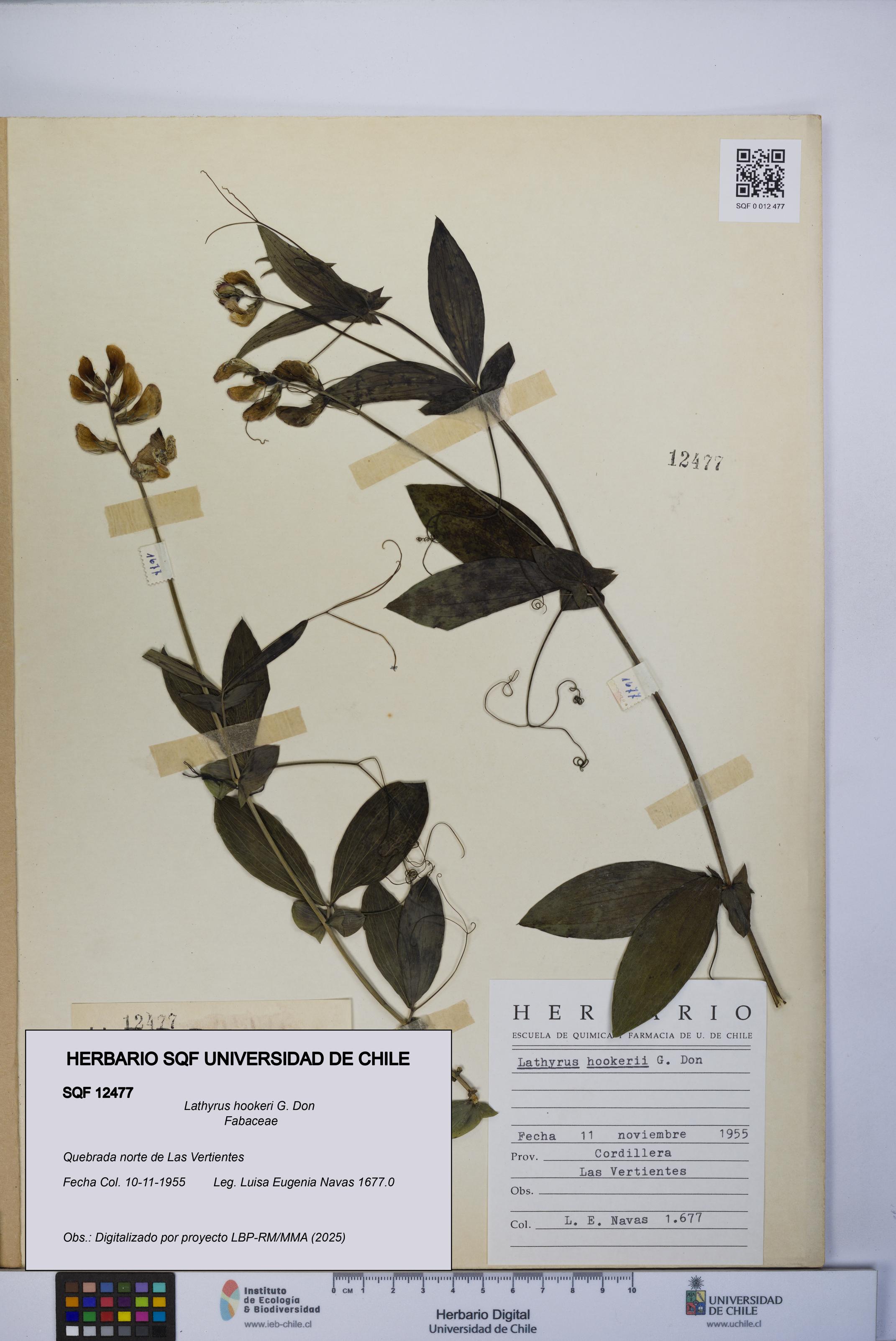 Lathyrus hookeri [Espécimen: UCH:SQF:0012477]