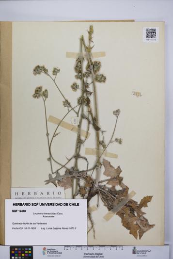 Leucheria hieracioides [Espécimen: UCH:SQF:0012478]