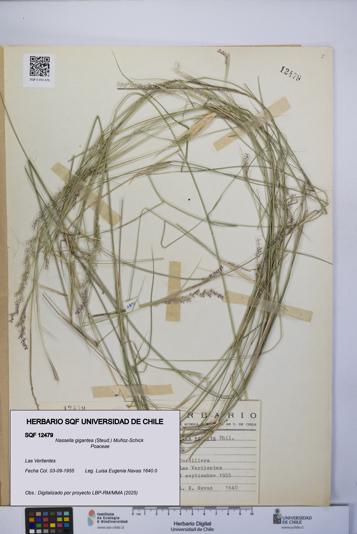 Nassella gigantea [Espécimen: UCH:SQF:0012479]