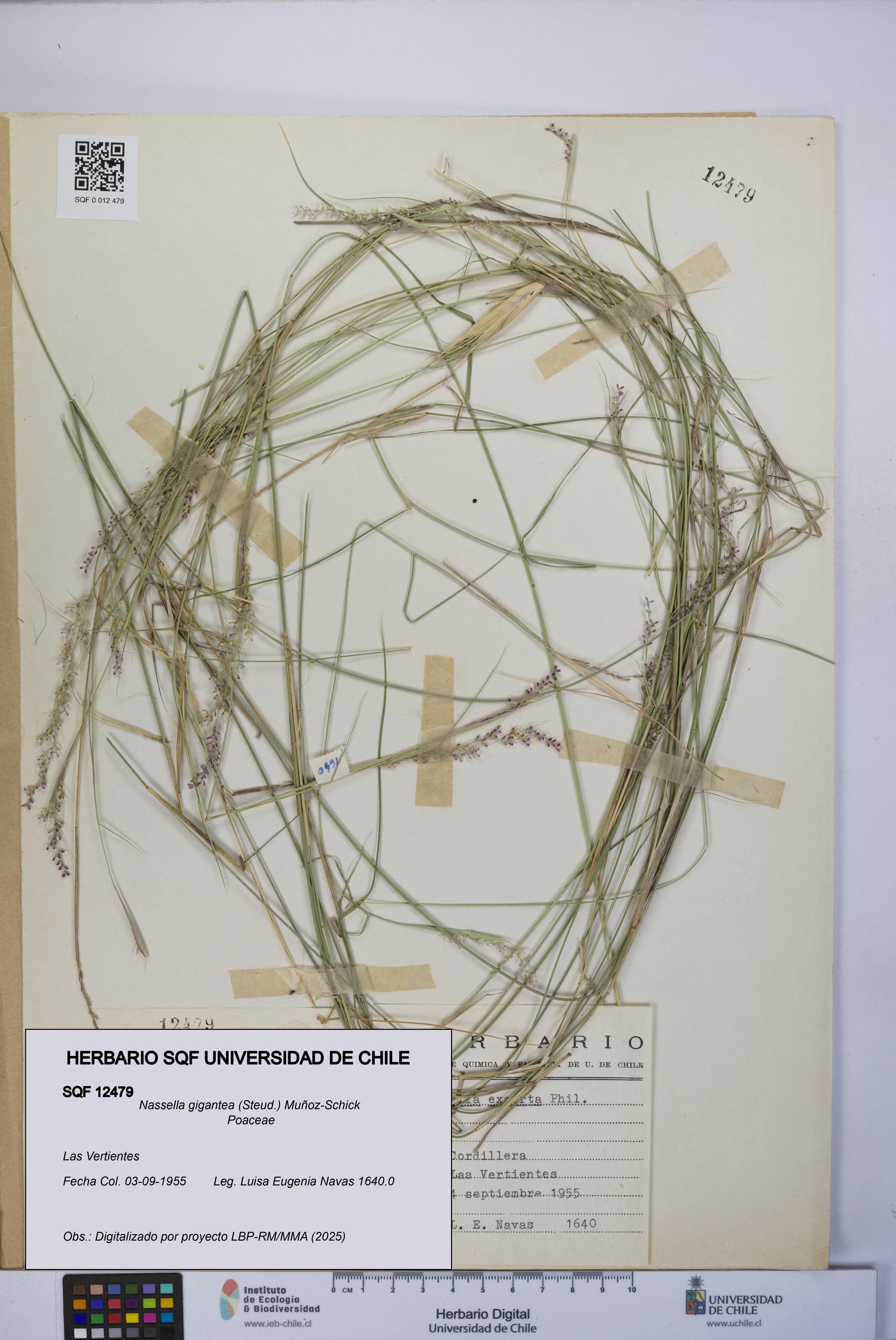 Nassella gigantea [Espécimen: UCH:SQF:0012479]