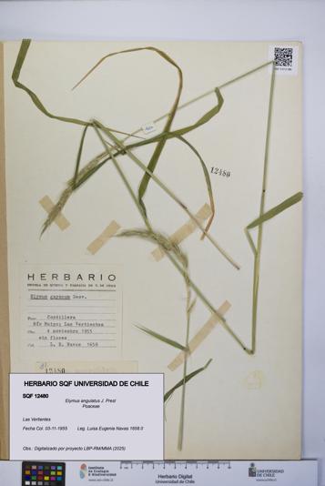 Elymus angulatus [Espécimen: UCH:SQF:0012480]