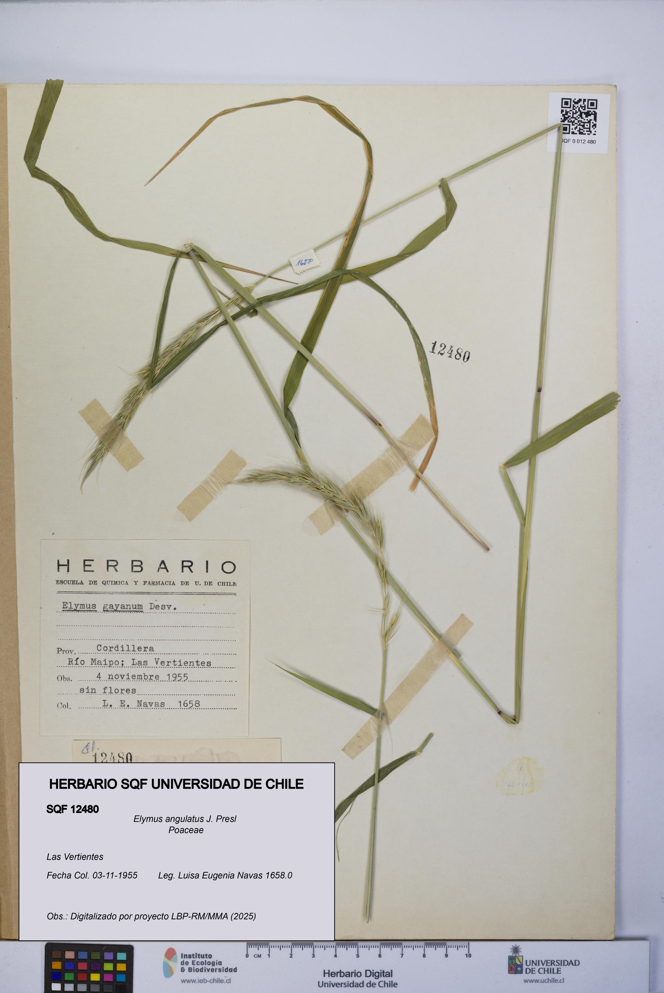 Elymus angulatus [Espécimen: UCH:SQF:0012480]