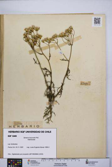 Senecio tocornalii [Espécimen: UCH:SQF:0012483]