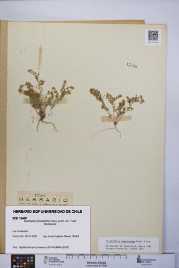 Montiopsis ramosissima [Espécimen: UCH:SQF:0012486]