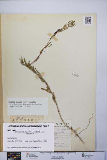 Clarkia tenella [Espécimen: UCH:SQF:0012490]