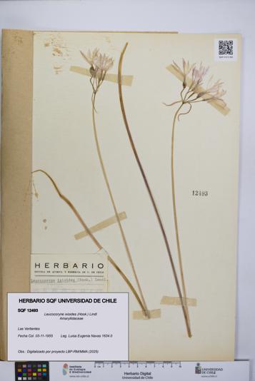 Leucocoryne ixioides [Espécimen: UCH:SQF:0012493]