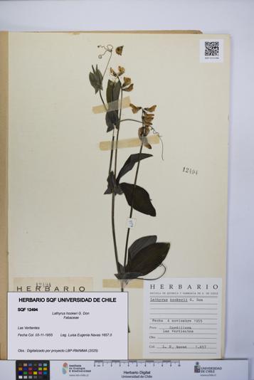 Lathyrus hookeri [Espécimen: UCH:SQF:0012494]