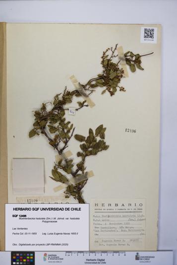 Muehlenbeckia hastulata var. hastulata [Espécimen: UCH:SQF:0012496]